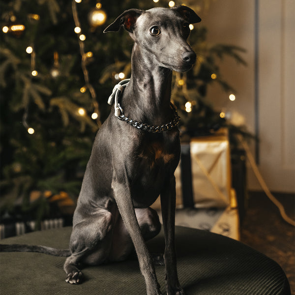 White Patent collar with chain on Iggy