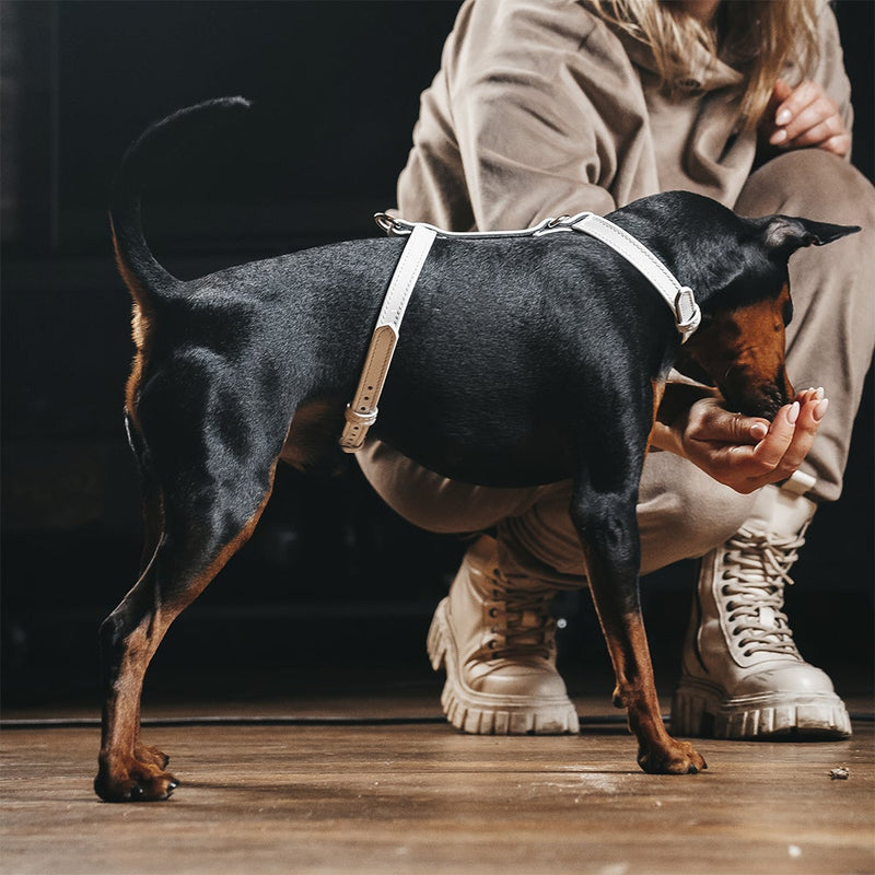 White Patent Leather Dog Harness on Dog