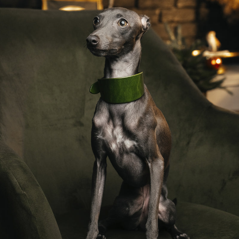 Lurcher Leather Сollar Green on Iggy