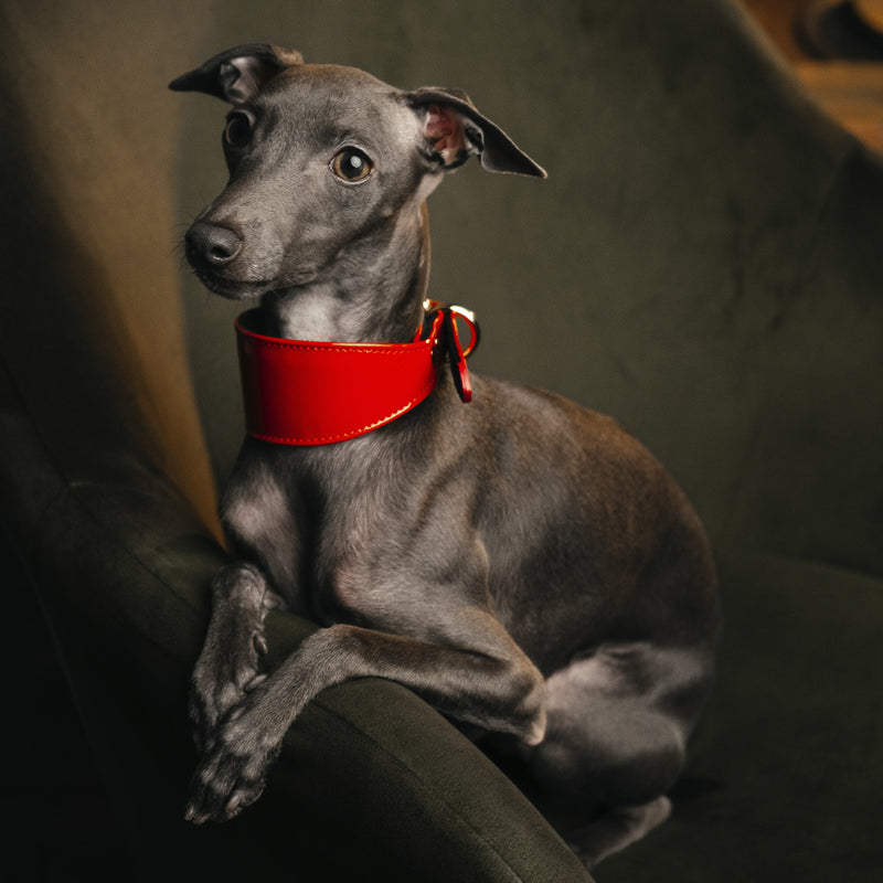 Lurcher Leather Сollar soft Red Patent on Iggy