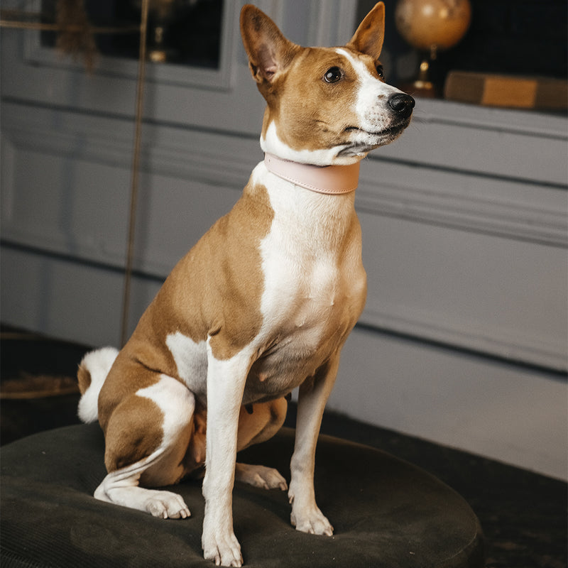 Lurcher Leather Сollar soft Pink on Basenji