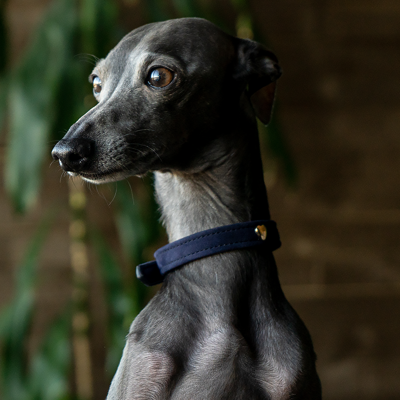 Velvet Collar Sapphire on Dog