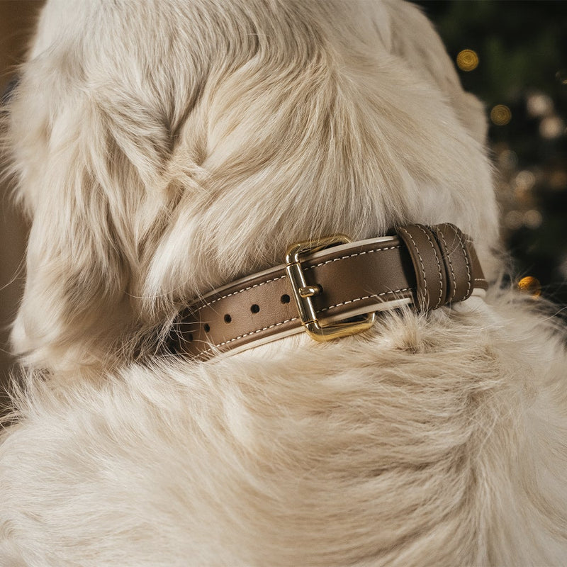 Caramel-Beige Collar on Golden Retriever