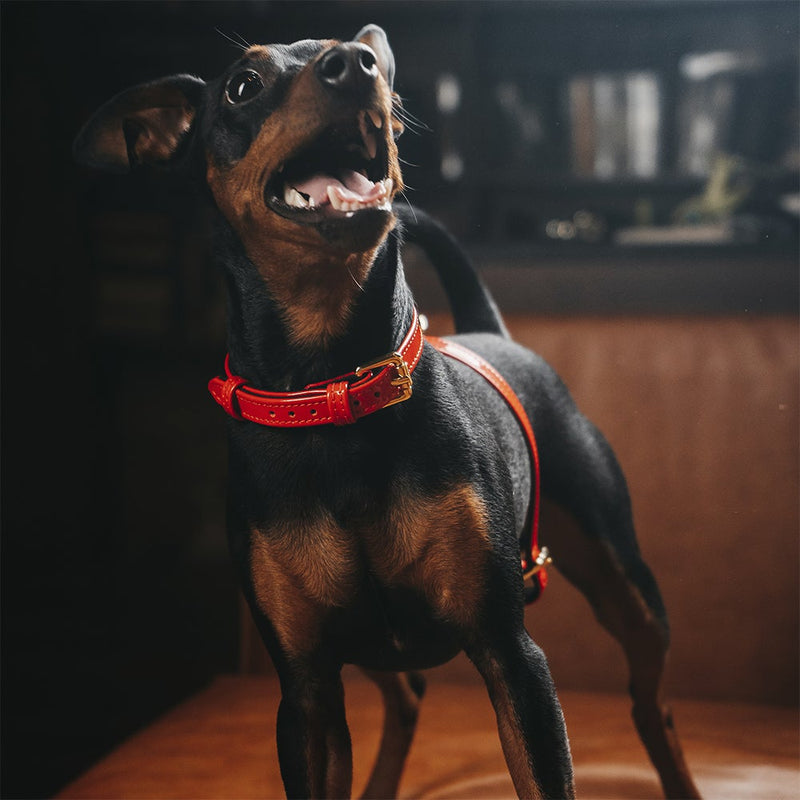 Red Patent Leather Dog Harness on Dog