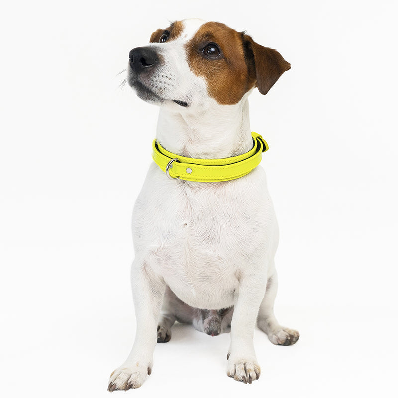 Yellow Neon Collar with Soft Suede on Jack Russell Terrier