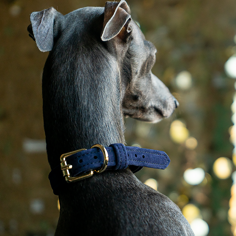 Velvet Collar Sapphire on Dog Another Side