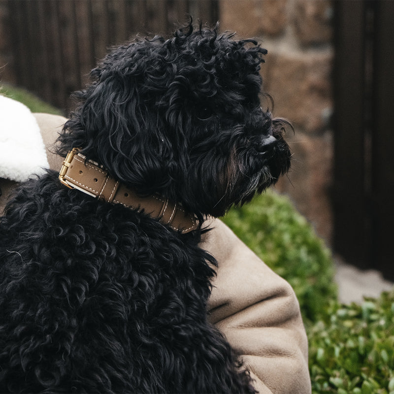Caramel-Beige Collar on Maltipoo