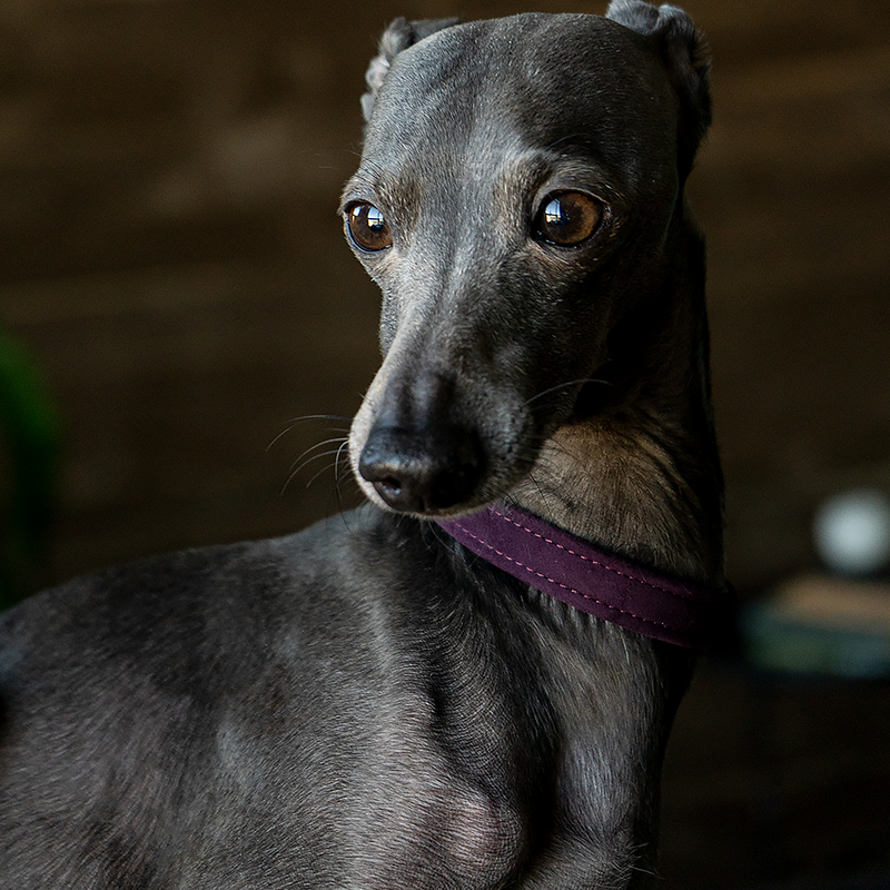 Velvet Collar Vine on Dog