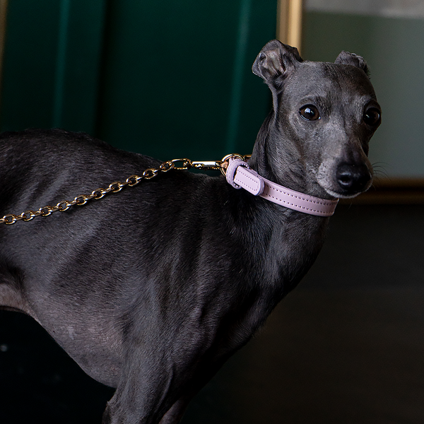 Leather Pink Collar on Dog