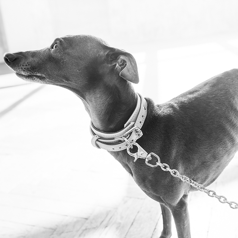 Chain Leash and Collar Set on Dog