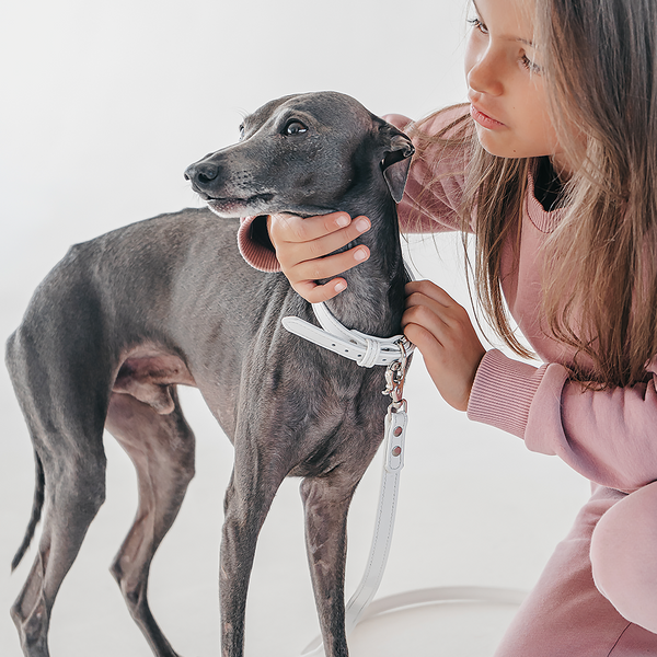 White Patent Collar and Leash on Dog