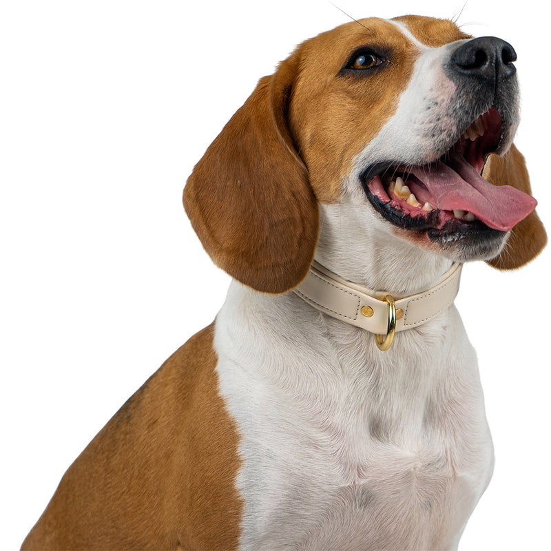 Leather Dog Collar on Beagle