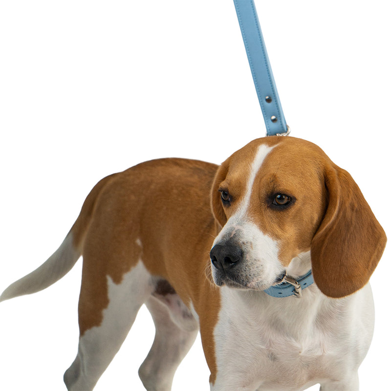 Leather Dog Leash and Collar on Beagle