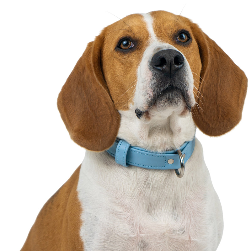 Leather Blue Collar on Beagle