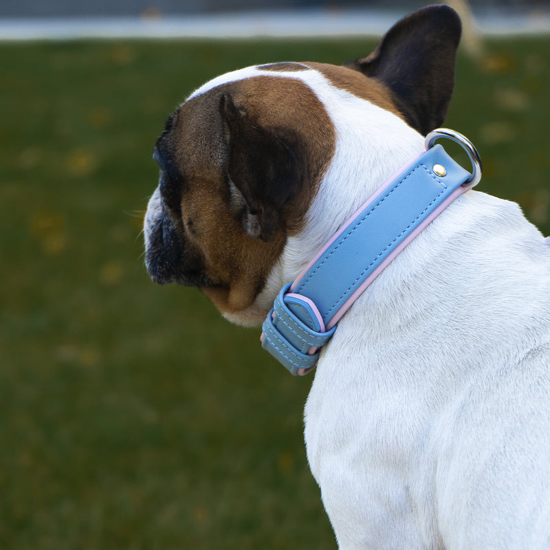Blue-Pink Collar on Dog