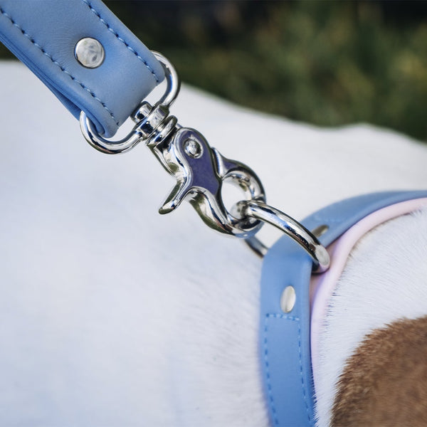 Silver Hardware Dog Leash and Collar