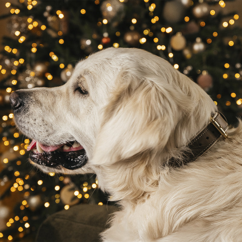 Caramel-Beige Collar on Golden Retriever