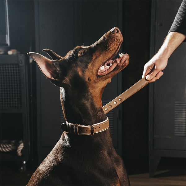 Leash CTRL Caramel on Dobermann