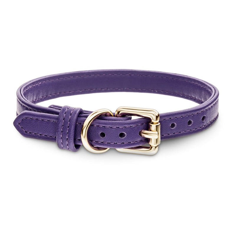 Dog Purple Collar with Gold Hardware