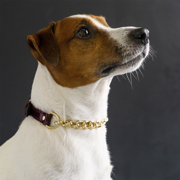 Burgundy Patent collar with chain on Jack-russel terrier