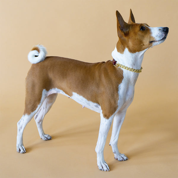 Burgundy Patent collar with chain on Dog