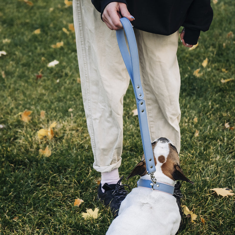 blue collar and leash on dog