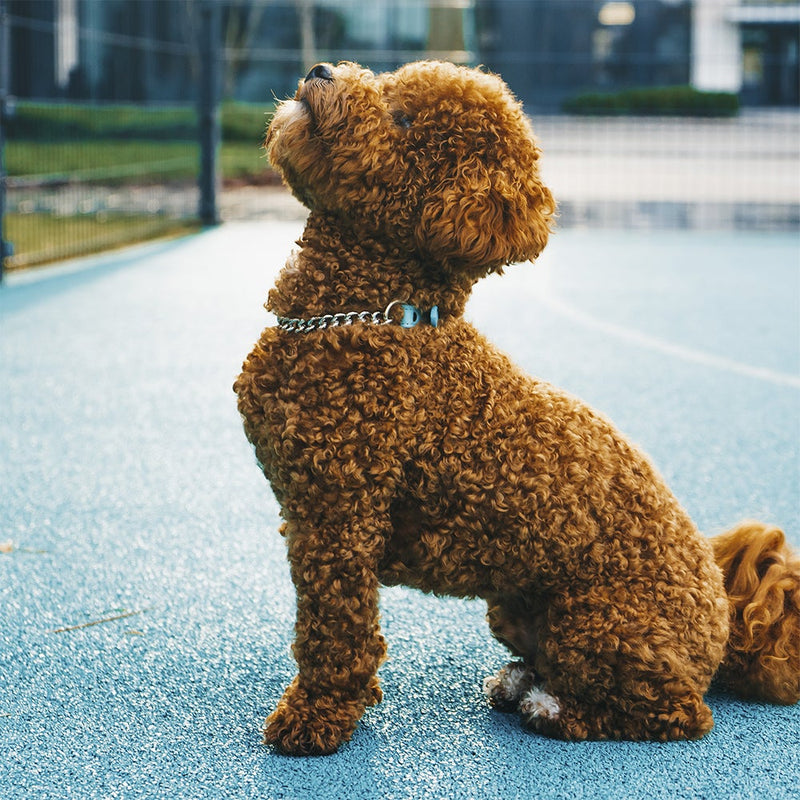 Mint collar with chain on Maltipoo