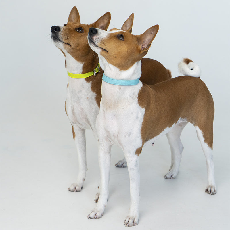 recollier flat collars on two dogs