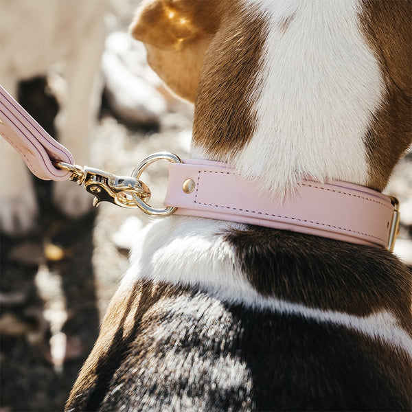 Collar and Leash with Nickel Hardware