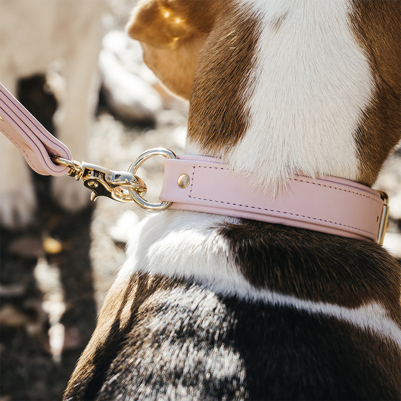 Accessory for Dogs with Nickel Plated Hardware