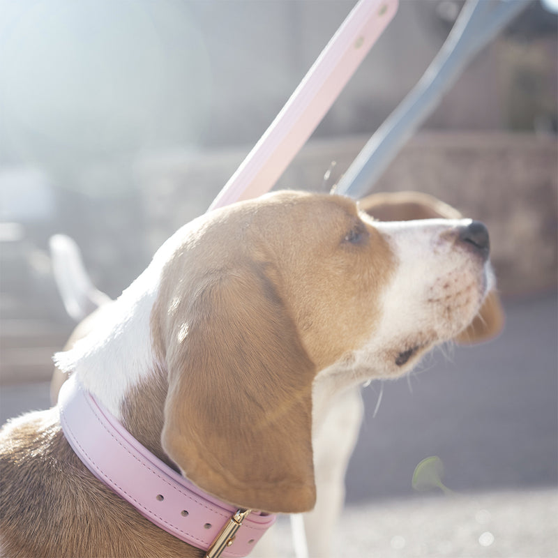beagle in leather pink collar and leash