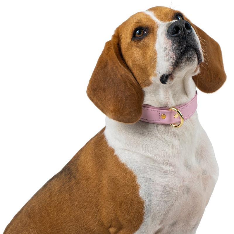 Leather Pink Collar on Beagle