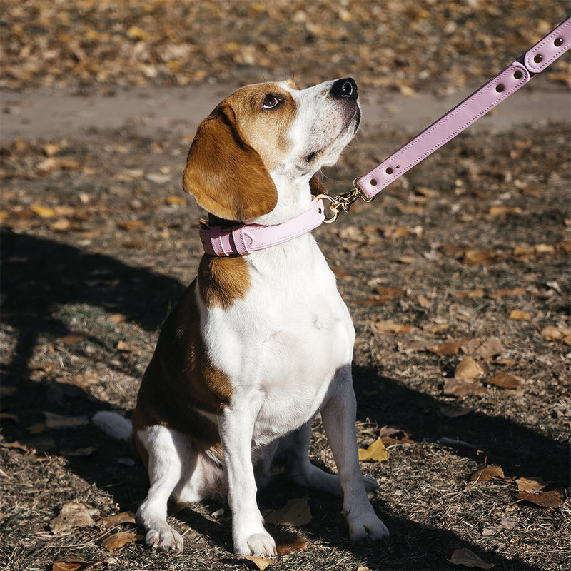 leather pink collar and leash on dog