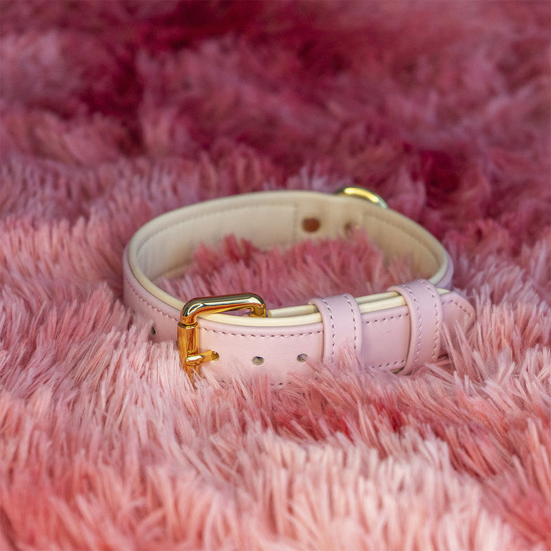 Bright Accessory for Dog