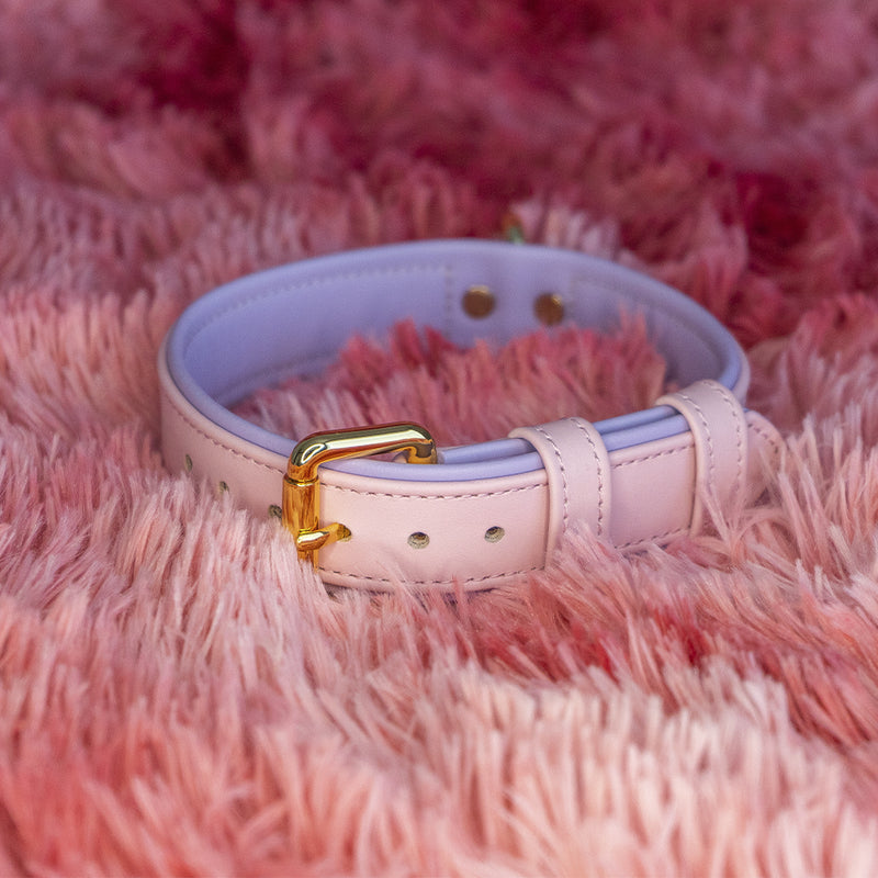 Custom Dog Collar