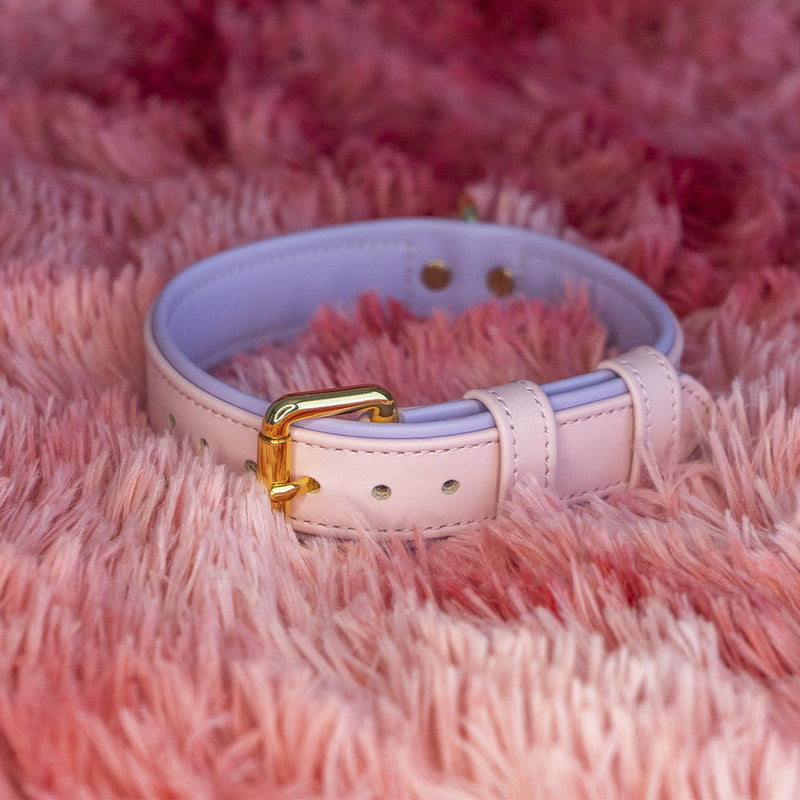 Custom Dog Collar