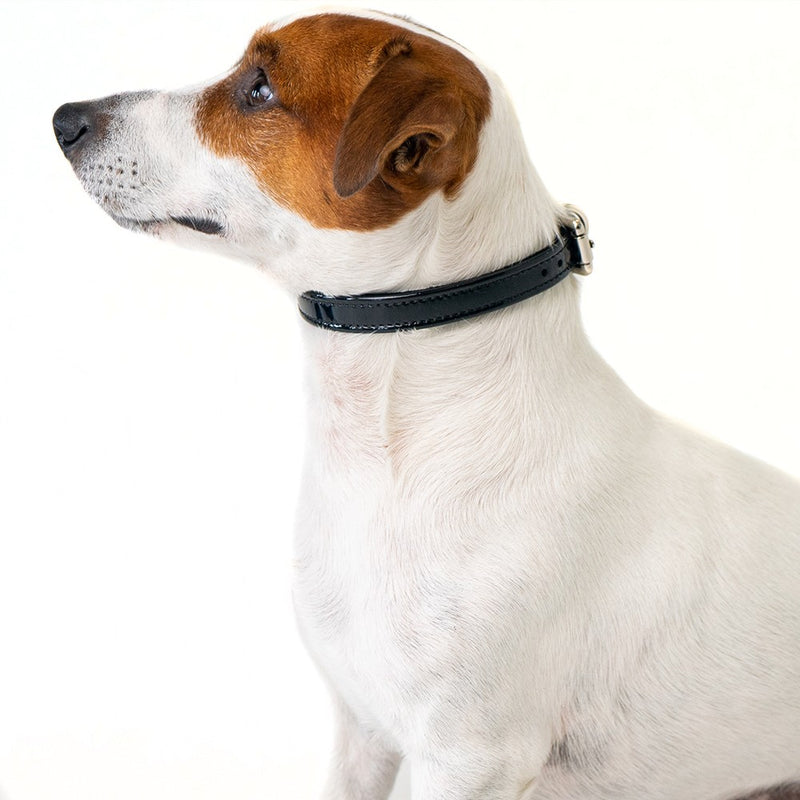 Black Dog Collar on Pet