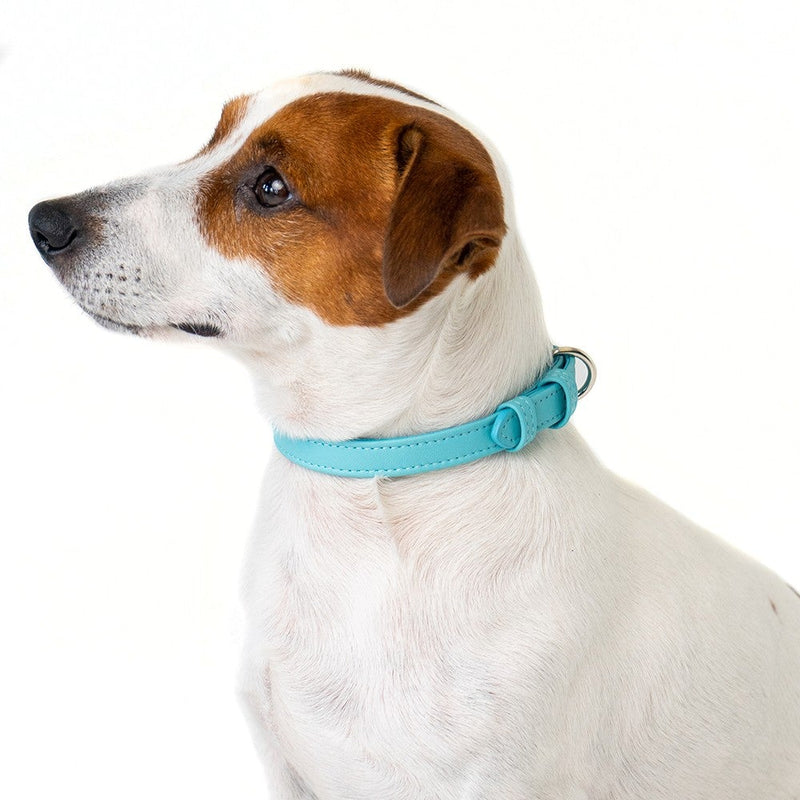 Leather Dog Collar on Pet