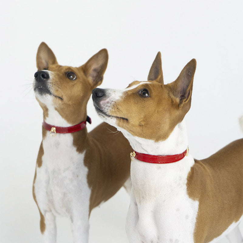 Recollier Red Collars with Metal Ring on Dogs