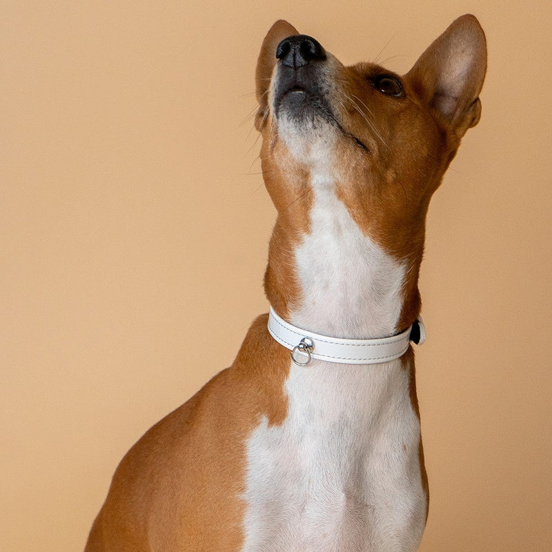 White Patent Collar with Metal Ring on Dog