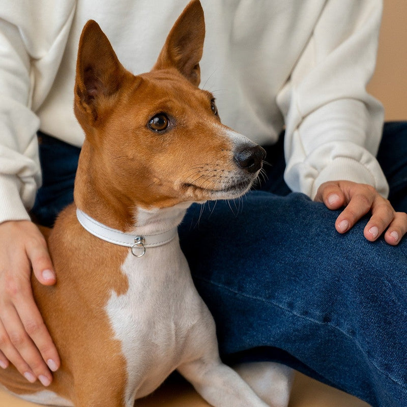 Recollier Collar with Metal Ring on Dog