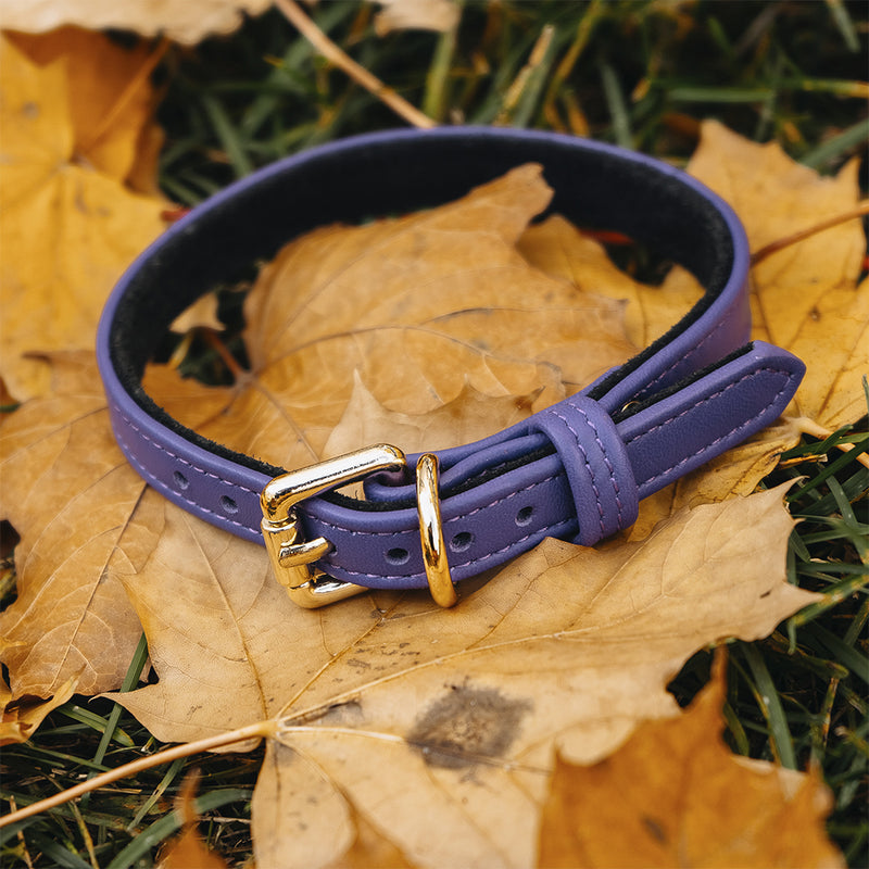 Dog Purple Collar on Autumn Leaves Another Side