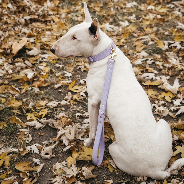 leather purple collar and leash on dog