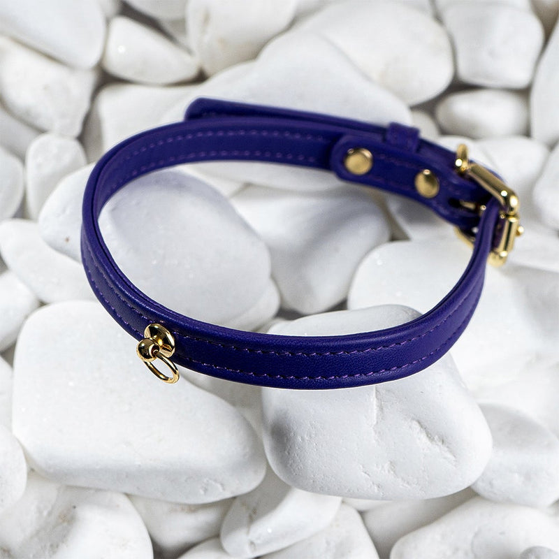 Dog Violet Collar with Metal Ring on White Stone