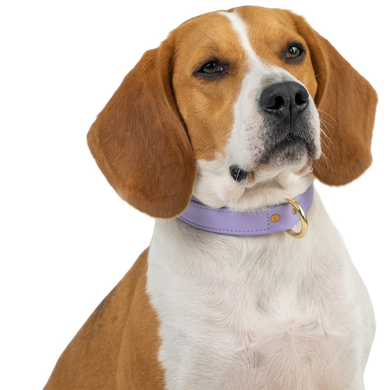 Purple Pet Collar on Beagle