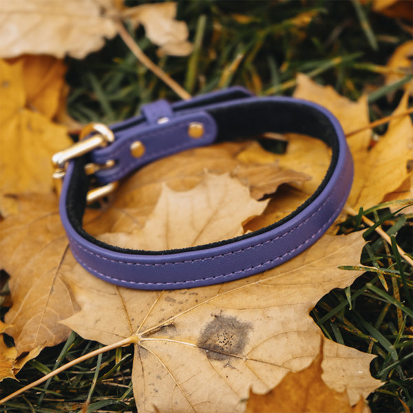 Dog Purple Collar on Autumn Leaves