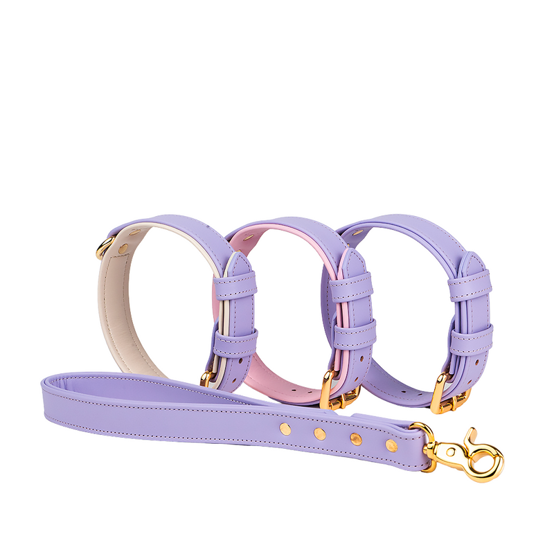different variants of purple collars to the leash