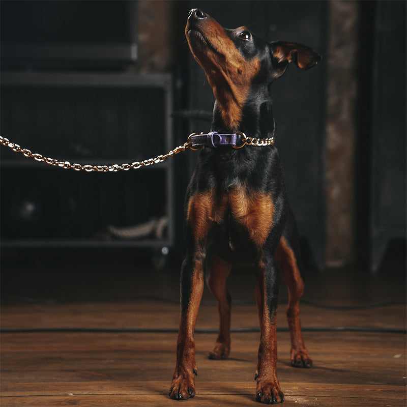 Violet collar with chain on Zwergpinscher