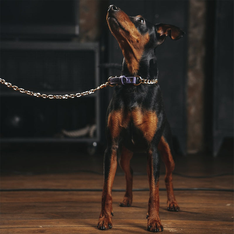 Violet collar with chain on Zwergpinscher