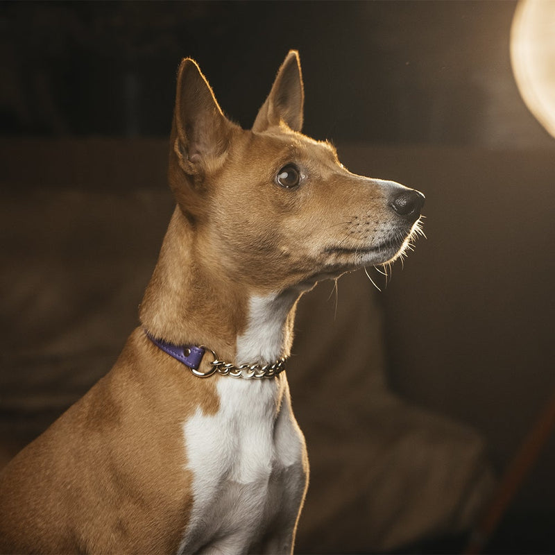 Violet collar with chain on Basenji